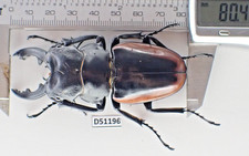 D51196. Insects, Lucanidae: Odontolabis Cuvera sp. Vietnam Central
