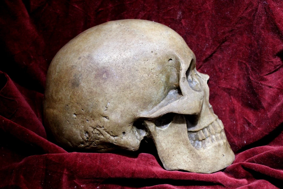 Rare Human Skull Anatomical Medical Death Oddity Funeral Doctors Artists Model - Image 2 of 4