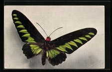 Butterfly of the species Ornithoptera Brookeana, Postcard 