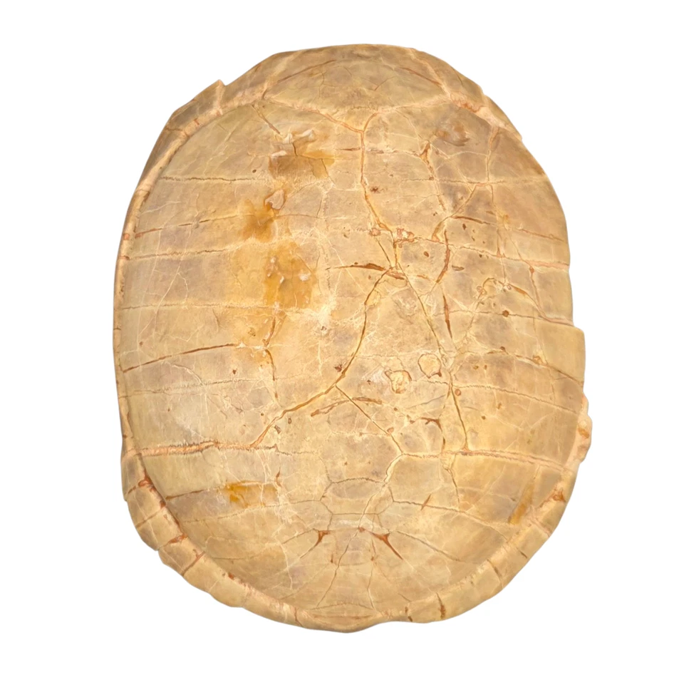 FOSSIL TURTLE STYLEMYS NEBRASKENSIS OLIGOCENE SHELL SOUTH DAKOTA - Image 2 of 4