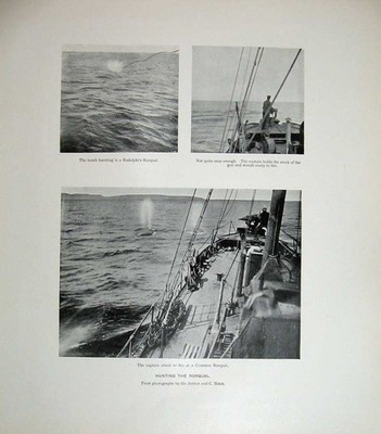 Original alter antiker Druck 1904 Jagd Rorqual Wal Schiff Natur Felsen Säugetiere