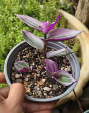 Tradescantia Wandering Jew Variegated Potted Houseplant Purple Green Silver
