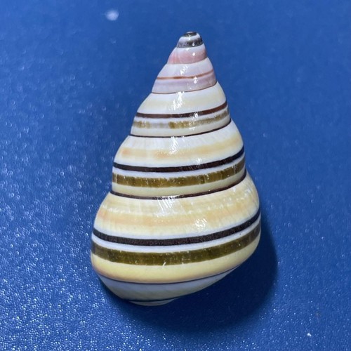 Arte artesanal de conchas de mar natural coloridas de Japón - Imagen 8 de 20