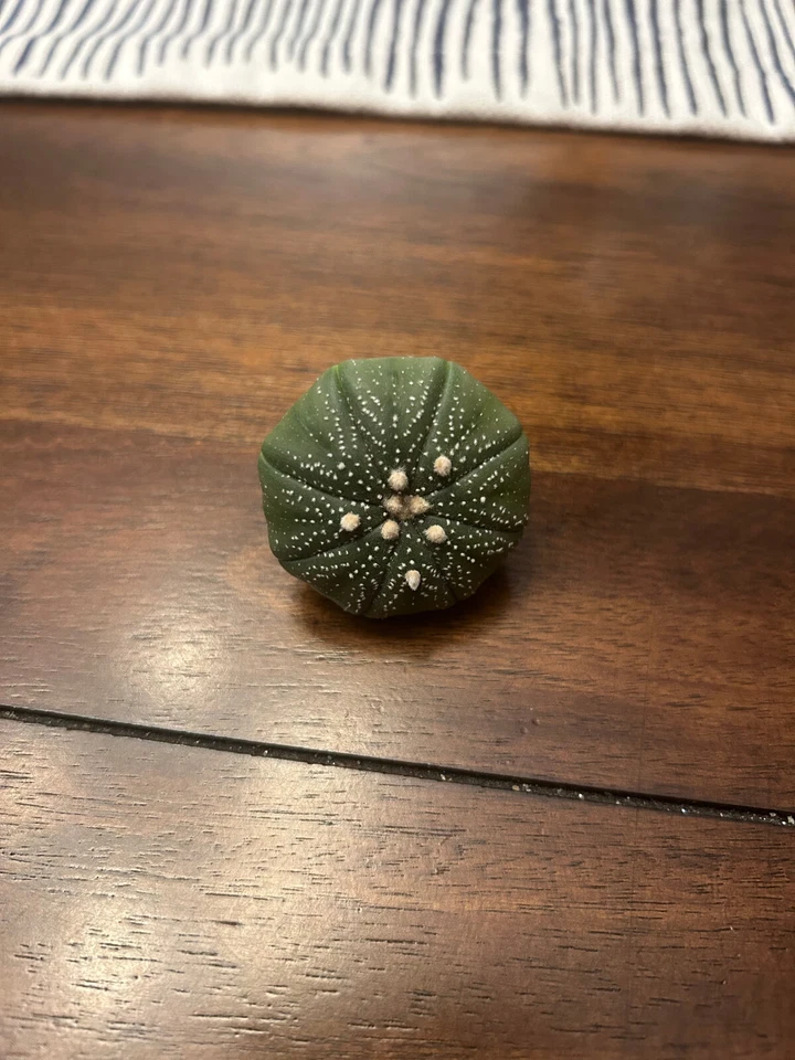  Astrophytum Asterias 2 pulgadas en maceta arena dólar cactus Foto 3 de 3