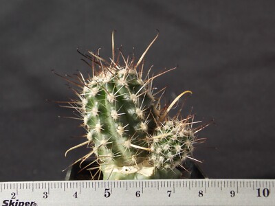 3-364. Austrocactus bertinii, JN401, Ciudad Neuquen, Arg. (Grafted)