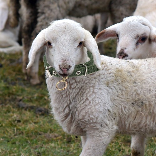 2 Pcs Sheep Necklace Supplies Accessories for Baby Cat Collars Safe - Picture 6 of 12