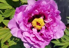 Paeonia suffruticosa Lavender - Japanese Tree Peony - 15cm deep