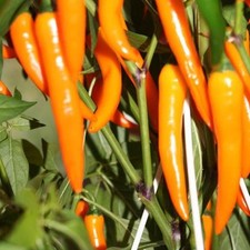 Bulgarian Carrot orangefarbener Chili fruchtig-aromatischer Chilli aus Bulgarien