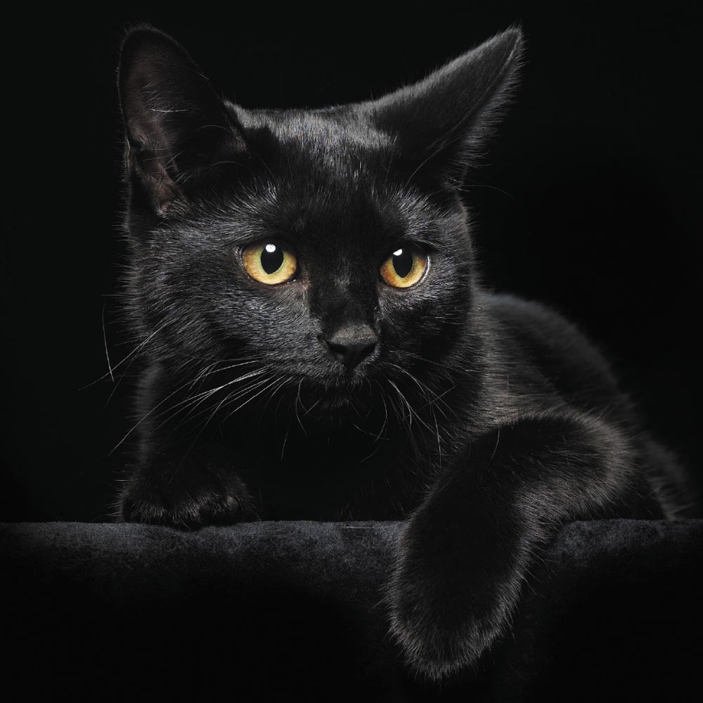 AttÄlu rezultÄti vaicÄjumam âblack catâ