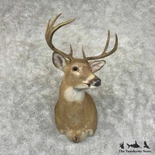 #31003 E | Whitetail Deer Taxidermy Shoulder Mount For Sale