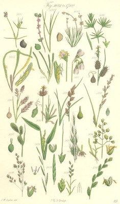 WILDBLUMEN.Teich-Unkraut;Baumwolle-Schnitt-Wind-Wiese-Flote-Weizen-Roggengras.SOWERBY 1890