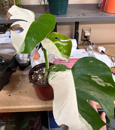 Rare Monstera Albo Half Moon Variegated Cuttings and Rooted Plants Discounted
