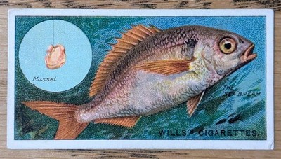 1930 Wills Fish and Bait Cigarette Card - #48 The Sea Bream