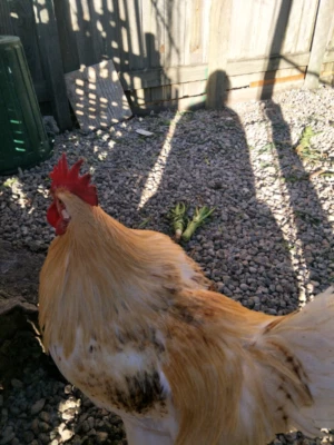 Rooster For Sale Livestock Gumtree Australia Brisbane North East