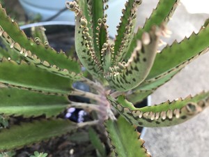 Mother Of Thousands Succulent Alligator Plant 10 Leaves 1 2 2 Long Kalanchoe Ebay