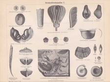 Karbon Petrefakten Fossilien Käfer Vegetation HOLZSTICH um 1889