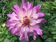 1 "Labyrinth Twotone" Dinnerplate Informal Decorative Dahlia  Large Bulb Size #1