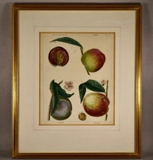 ANTIQUE FIG FRUIT FRENCH LITHOGRAPH PRINT FRAMED AND GLAZED