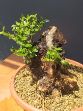 Bonsai Olivastro 21x19cm In Vaso Pianta Yamadori Robusta Da Interno E Esterno 🟢