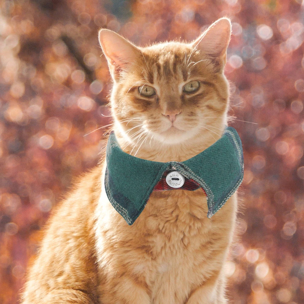 Tie for cats deals