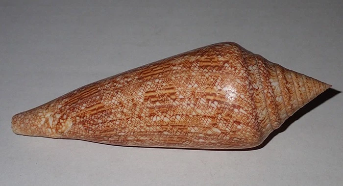 121 mm MRGE RARE Conus Gloriamaris Cone Seashell #AZ1 From Balicasag Island - Image 3 of 4