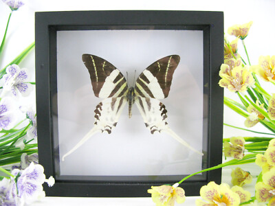 Giant Swordtail - Real Butterfly, Prepared in a 3D Displaycase - Museum Quality