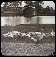 Glas Zauber Laterne Dia GÄNSEHERDE UM 1890 FOTO VÖGEL