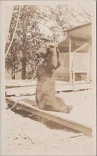 RPPC Postcard Bear With Chain Drinking From Bottle 