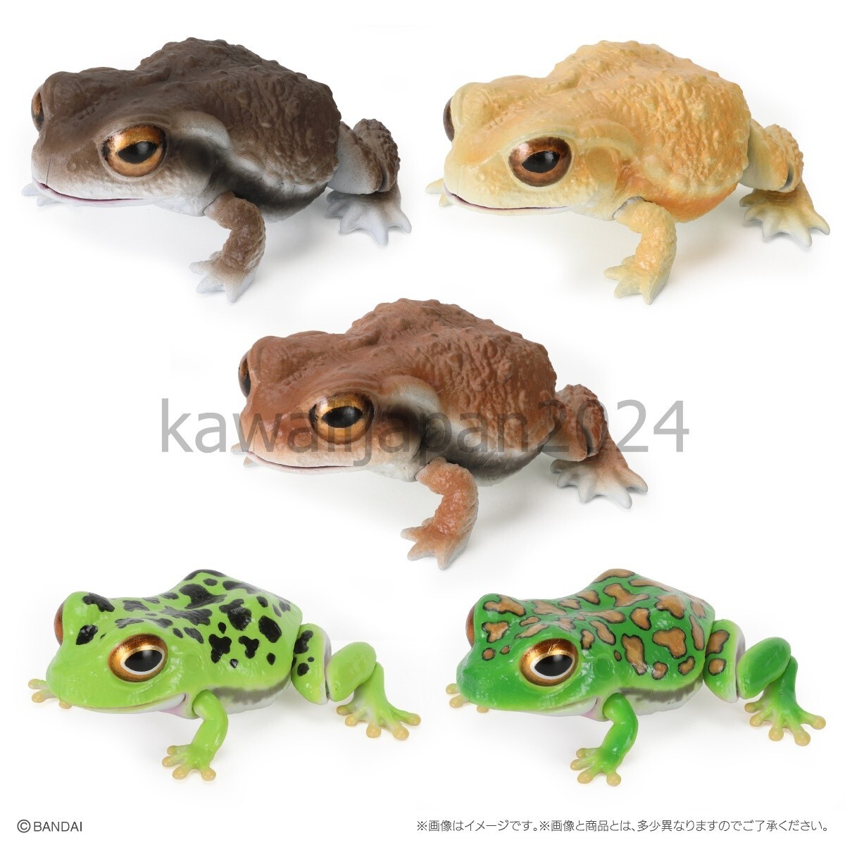 PSL Ikimono Encyclopedia Repti Toads and morel Frog Set of 5