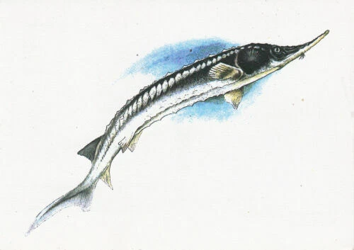 Single Unit Collectable Non-Topographical Postcards