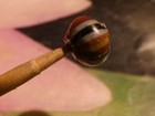 ANCIENT PYU BEAUTIFULLY COLORED ROUND GLASS SHAPE BEAD 7.5-6.3 MM WELL KEPT — photo 3