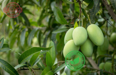 Fresh Mango Leaves Natural one DRY ORGANIC  IDEAL FOR TEA OR BLEND INTO POWDER