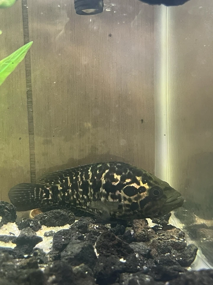 Jaguar Cichlid Trios 2-4 Inch Two Females One Male - Image 2 of 3