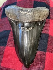 “Killer” Georgia Megalodon Shark Tooth