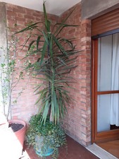 Pianta Yucca -Tronchetto della felicità - altezza 2,00 metri, in vaso