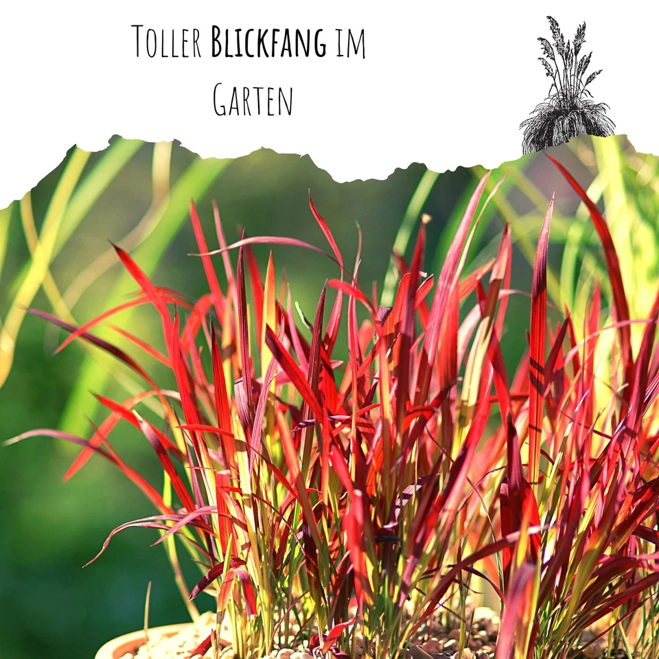 Japanisches Blutgras (Imperata cylindrica) - Winterhartes Ziergras (Rot) - Bild 4 von 4