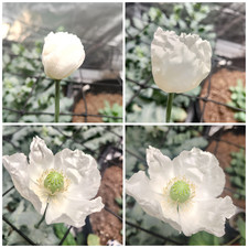 500 Peshawar White Poppy Seeds Fresh Harvest High Germ P. Somniferum var. album