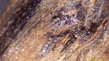 11g Wild Raw Dark Green Kynam Natural Rare Kyara Oudh Agarwood Aloeswood Incense