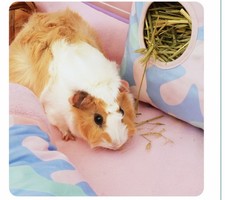 KAVEE Fleece Reversible Guinea Pig / Rabbit Hamster Liner Blanket Bedding 3x2