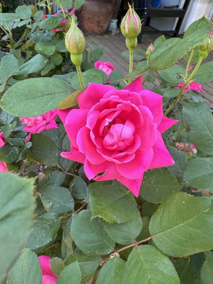 Pink Rotted Roses Double Pink Knock Out Roses Rooted Cuttings , Live Plants | eBay