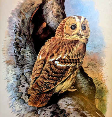 Vintage Out Of Print Basil Ede TAWNY OWL Bird Wildlife Art Print Bookplate 31
