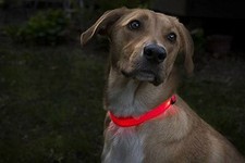 USB Rechargeable LED Pet Dog Cat Collar Adjustable Flashing Night Safety Light