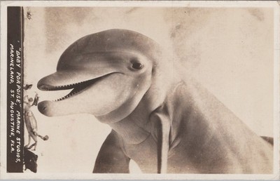 Baby Porpoise Marine Studios St Augustine FL RPPC Postcard Real Photo
