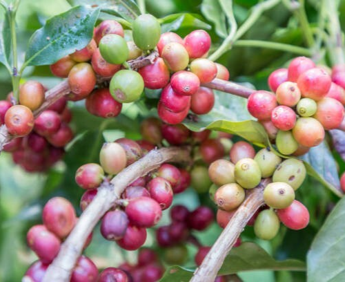 120++ Premium Coffee Seedss (Coffea sp. Gesha) var. Geisha Green Tip Coffee - Picture 3 of 6