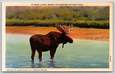 Postcard A Bull Moose, Yellowstone National Park, Unposted