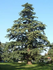  Deodar Cedar, (Himalayan Cedar), Cedrus deodara, Tree Seeds (Fragrant Evergreen