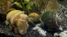 Live Freshwater Tropical Aquarium Mystery Snails - Assorted Colors, Beginner.