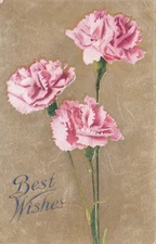 Best Wishes *** Carnations
