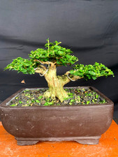 Bonsai Premna Macrophylla Sancang Small Tree