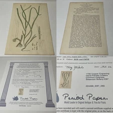 1798 Copper Engraving Hand—Painted Zostera Common Eelgrass Seawrack Botany EB7